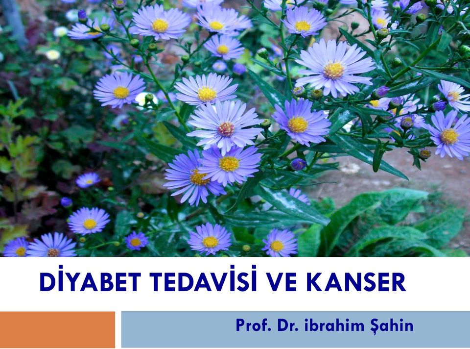 KANSER Prof.