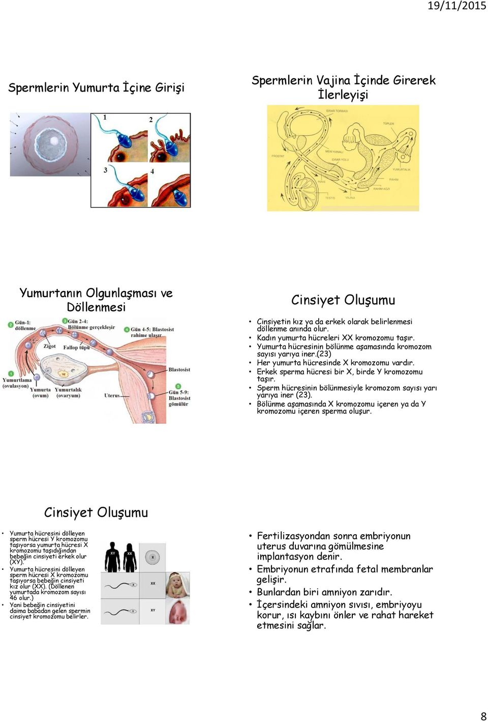 Erkek sperma hücresi bir X, birde Y kromozomu taşır. Sperm hücresinin bölünmesiyle kromozom sayısı yarı yarıya iner (23). Bölünme aşamasında X kromozomu içeren ya da Y kromozomu içeren sperma oluşur.