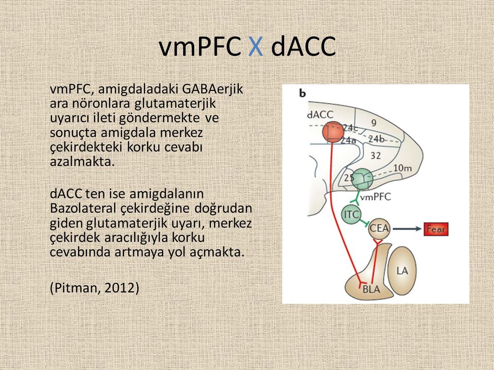 dacc ten ise amigdalanın Bazolateral çekirdeğine doğrudan giden glutamaterjik