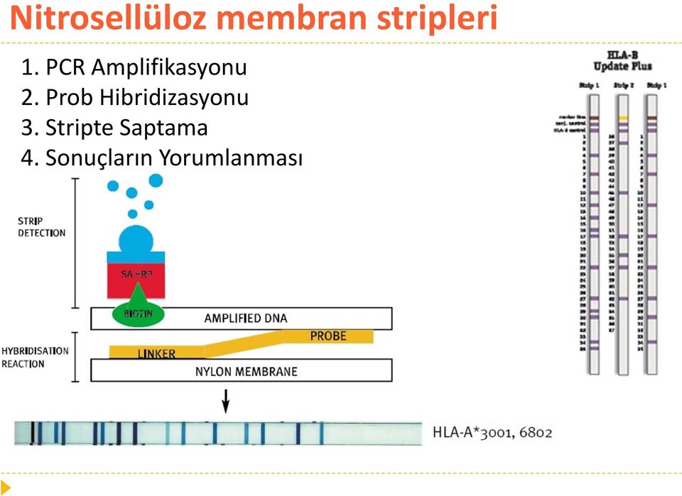 PCR Amplifikasyonu 2.