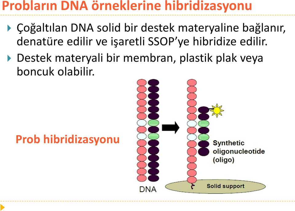 işaretli SSOP ye hibridize edilir.