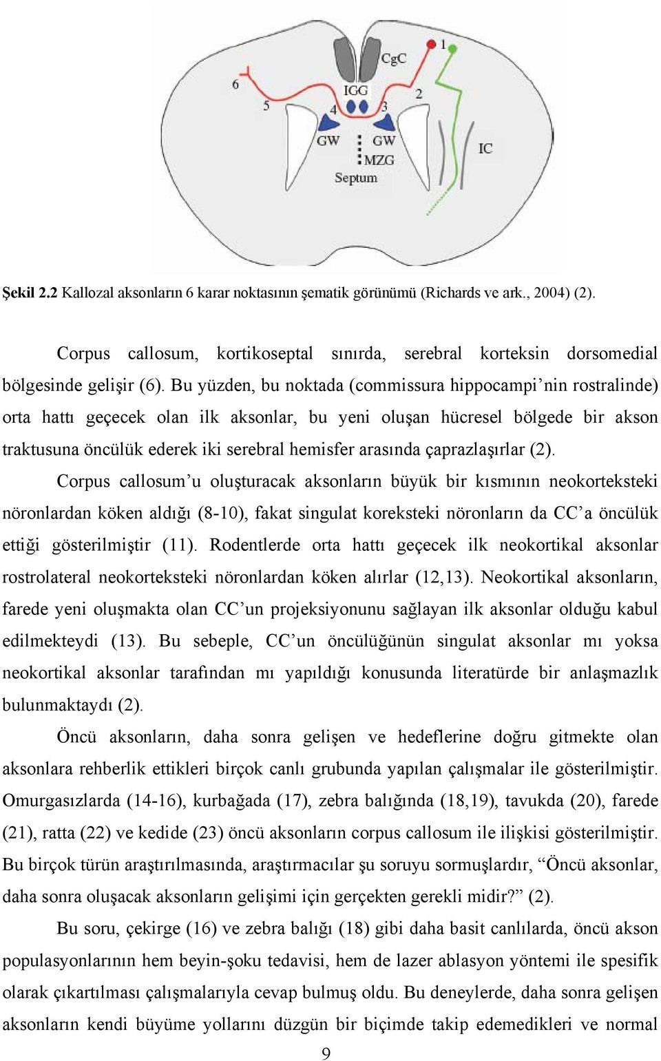 çaprazlaşırlar (2).