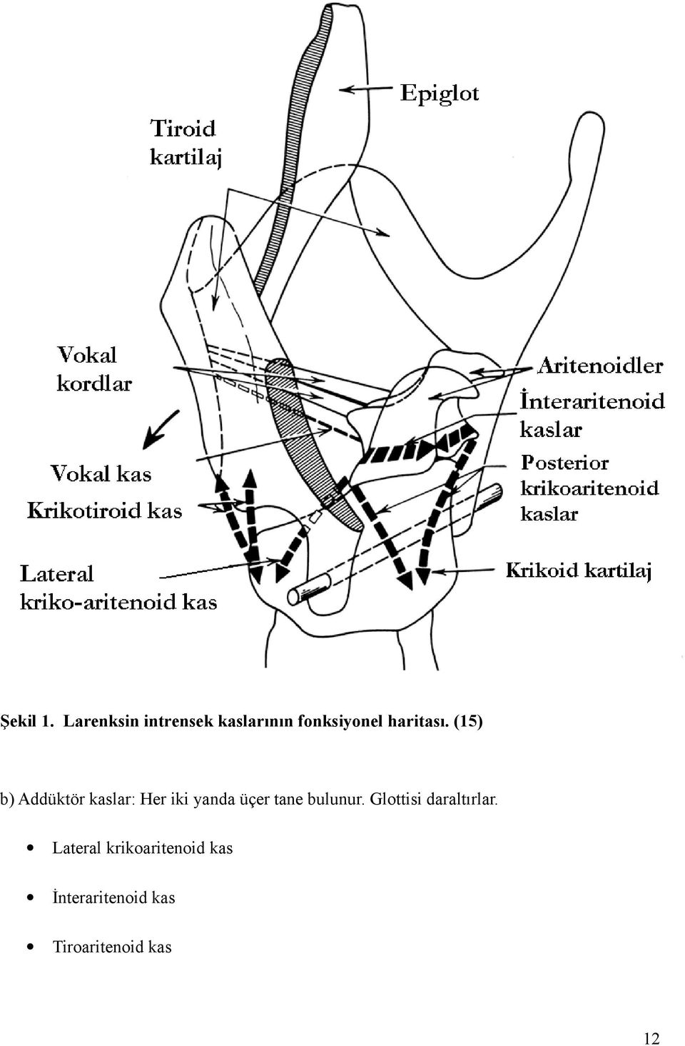 (15) b) Addüktör kaslar: Her iki yanda üçer tane