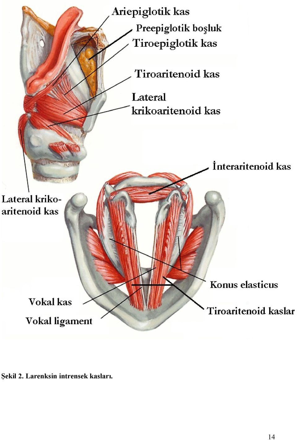 intrensek