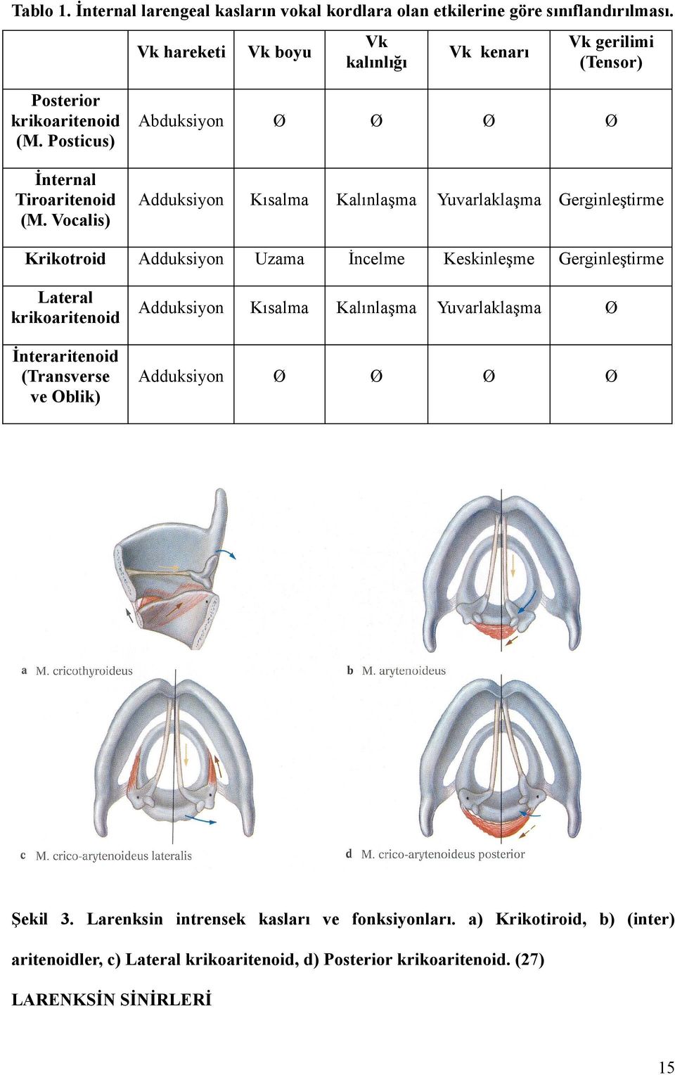 Vocalis) Adduksiyon Kısalma Kalınlaşma Krikotroid Adduksiyon Uzama İncelme Keskinleşme Gerginleştirme Lateral krikoaritenoid Adduksiyon Kısalma Kalınlaşma Yuvarlaklaşma