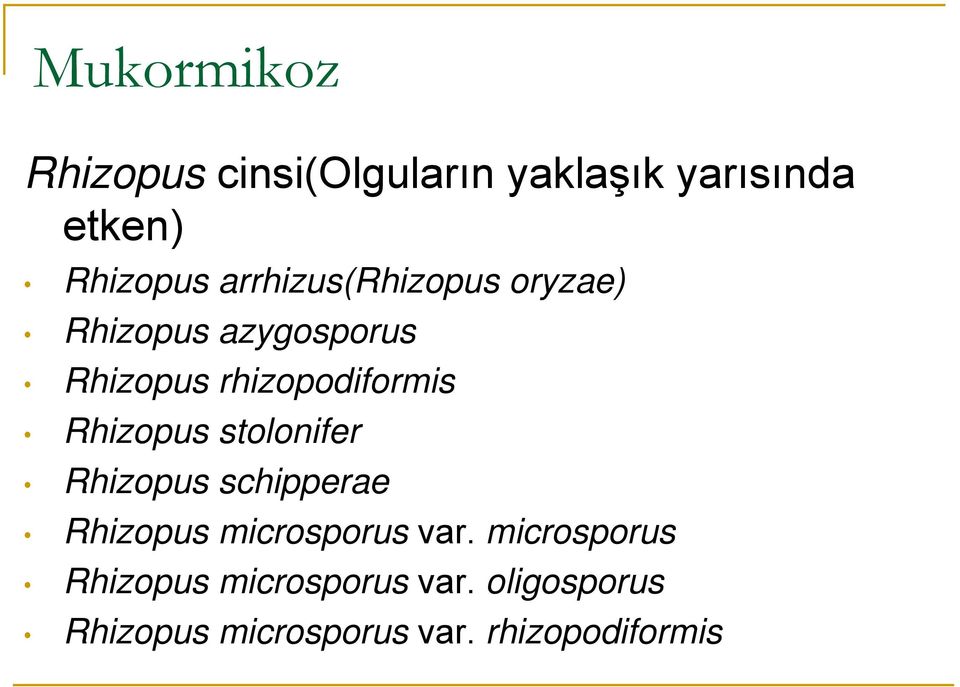 Rhizopus stolonifer Rhizopus schipperae Rhizopus microsporus var.