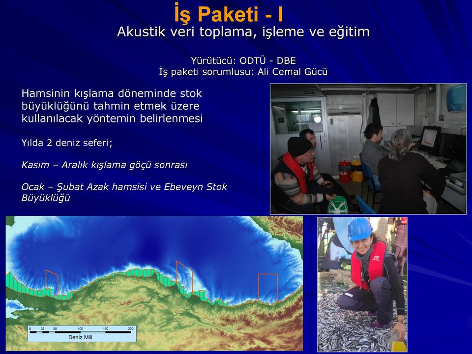 belirlenmesi Yılda 2 deniz seferi; Kasım Aralık kışlama göçü sonrası Ocak