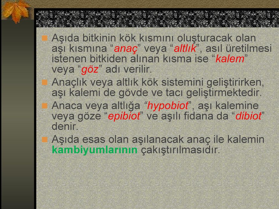 Anaçlık veya altlık kök sistemini geliştirirken, aşı kalemi de gövde ve tacı geliştirmektedir.