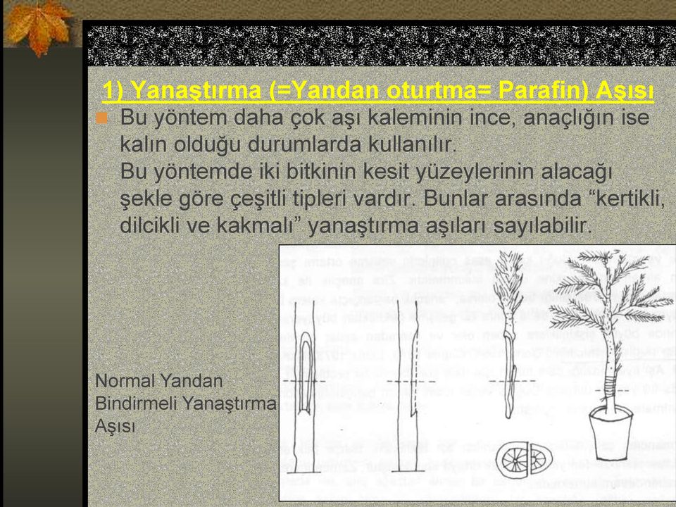 Bu yöntemde iki bitkinin kesit yüzeylerinin alacağı şekle göre çeşitli tipleri vardır.