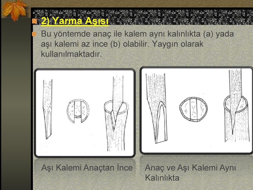 olabilir. Yaygın olarak kullanılmaktadır.