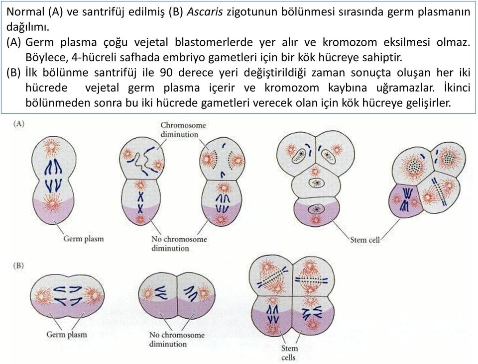 Böylece, 4-hücreli safhada embriyo gametleri için bir kök hücreye sahiptir.