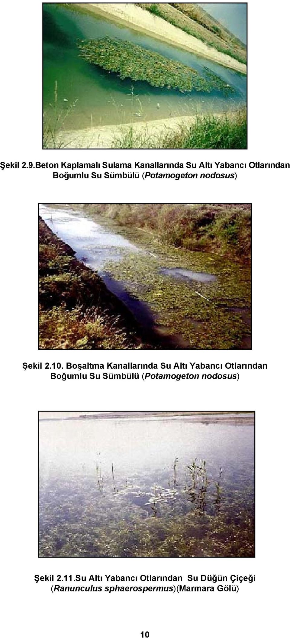 Sümbülü (Potamogeton nodosus) Şekil 2.10.