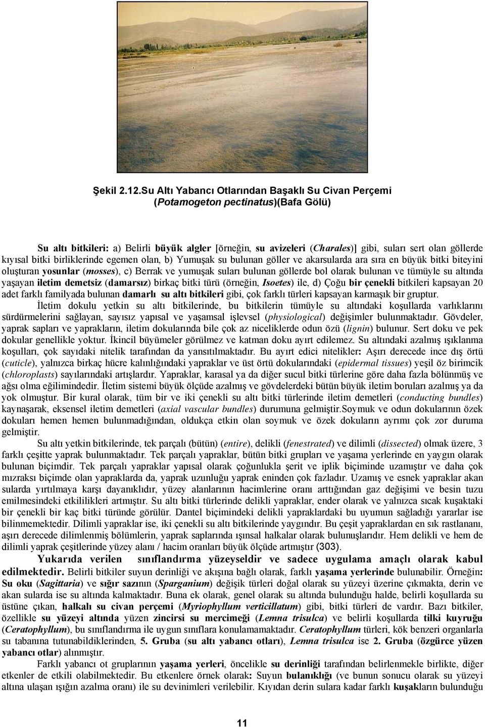 kıyısal bitki birliklerinde egemen olan, b) Yumuşak su bulunan göller ve akarsularda ara sıra en büyük bitki biteyini oluşturan yosunlar (mosses), c) Berrak ve yumuşak suları bulunan göllerde bol