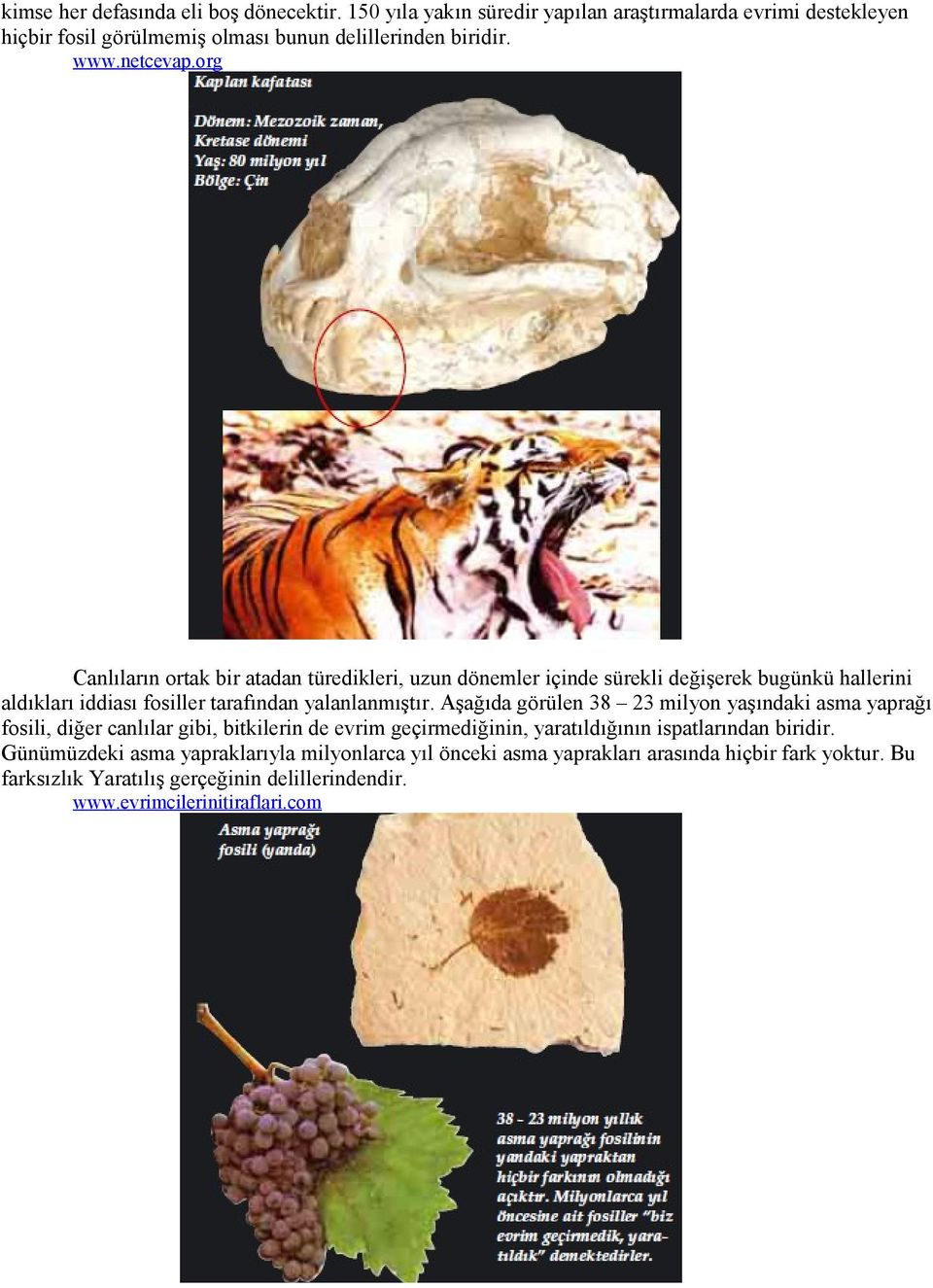 Aşağıda görülen 38 23 milyon yaşındaki asma yaprağı fosili, diğer canlılar gibi, bitkilerin de evrim geçirmediğinin, yaratıldığının ispatlarından biridir.