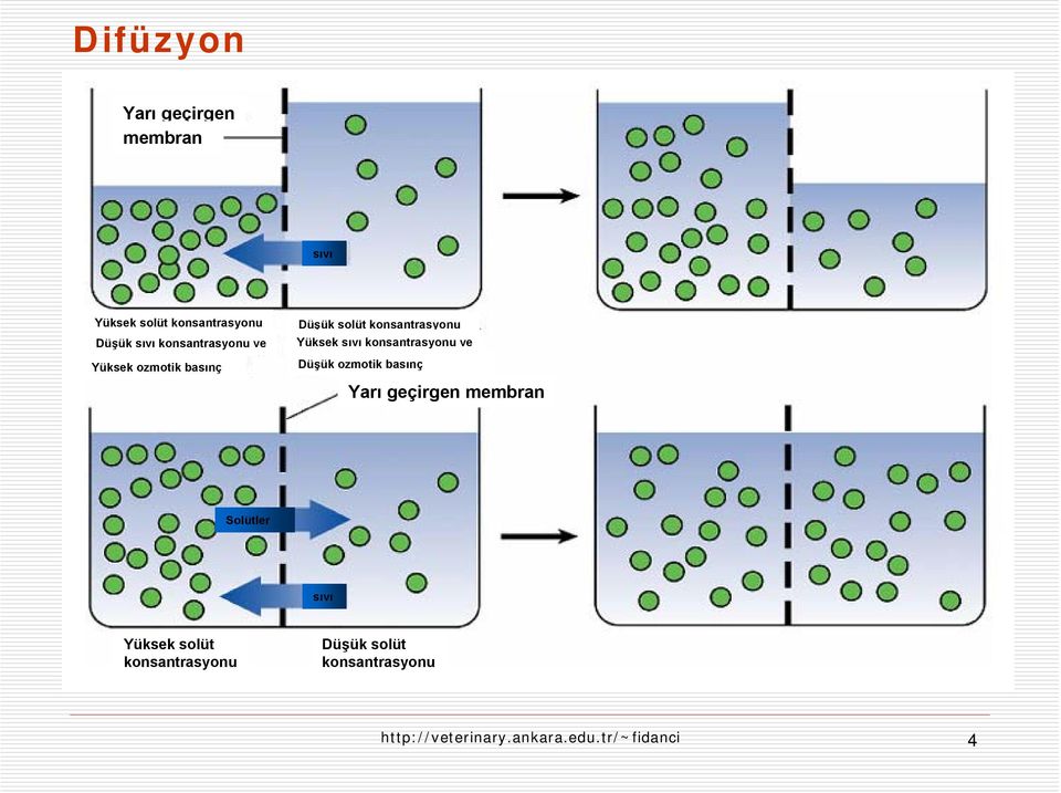 konsantrasyonu ve Düşük ozmotik basınç Yarı geçirgen membran Solütler sıvı Yüksek