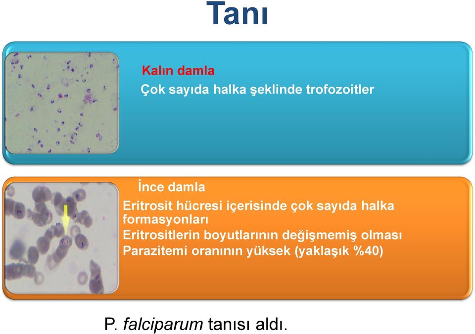 formasyonları Eritrositlerin boyutlarının değişmemiş olması