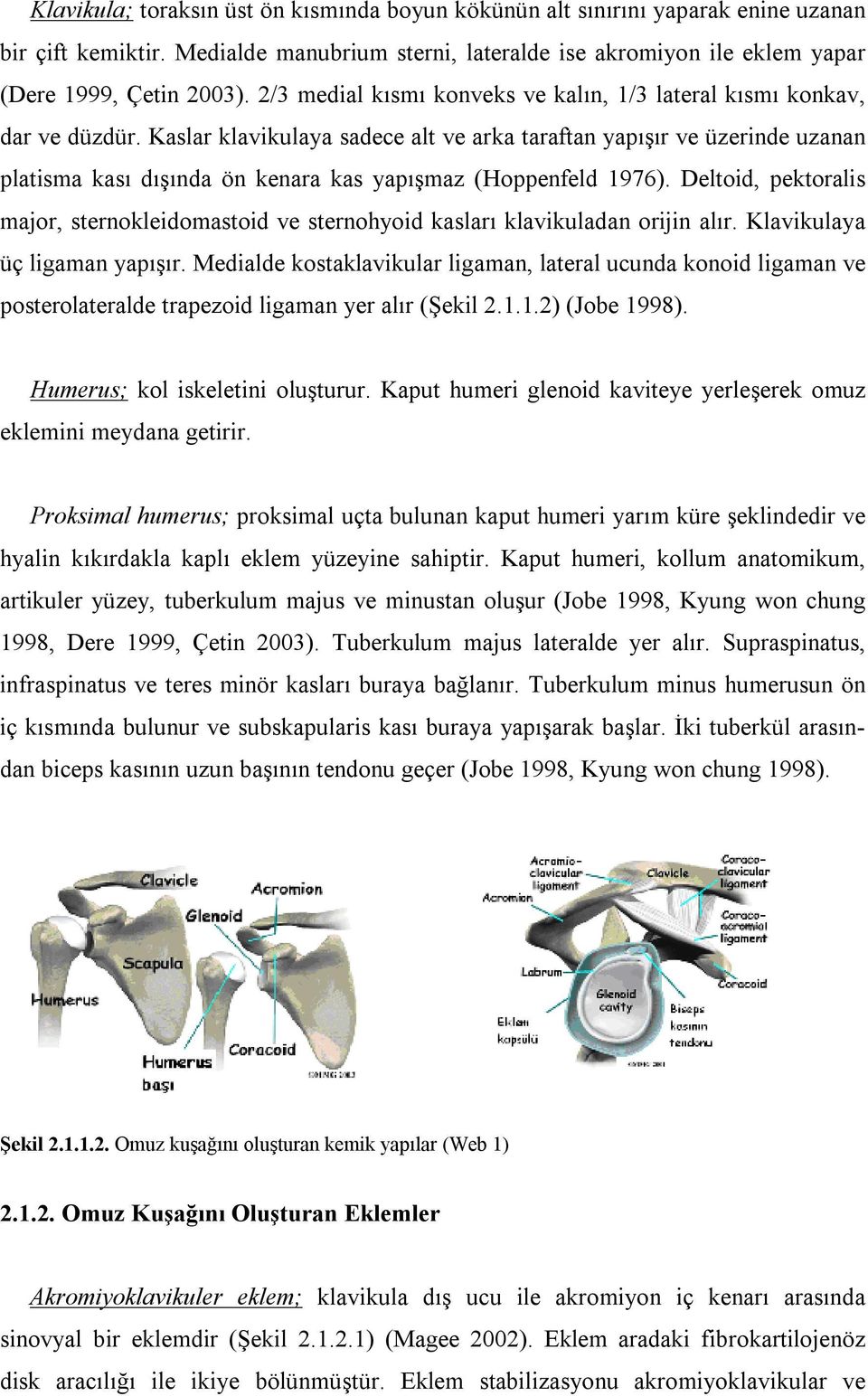 Kaslar klavikulaya sadece alt ve arka taraftan yapışır ve üzerinde uzanan platisma kası dışında ön kenara kas yapışmaz (Hoppenfeld 1976).