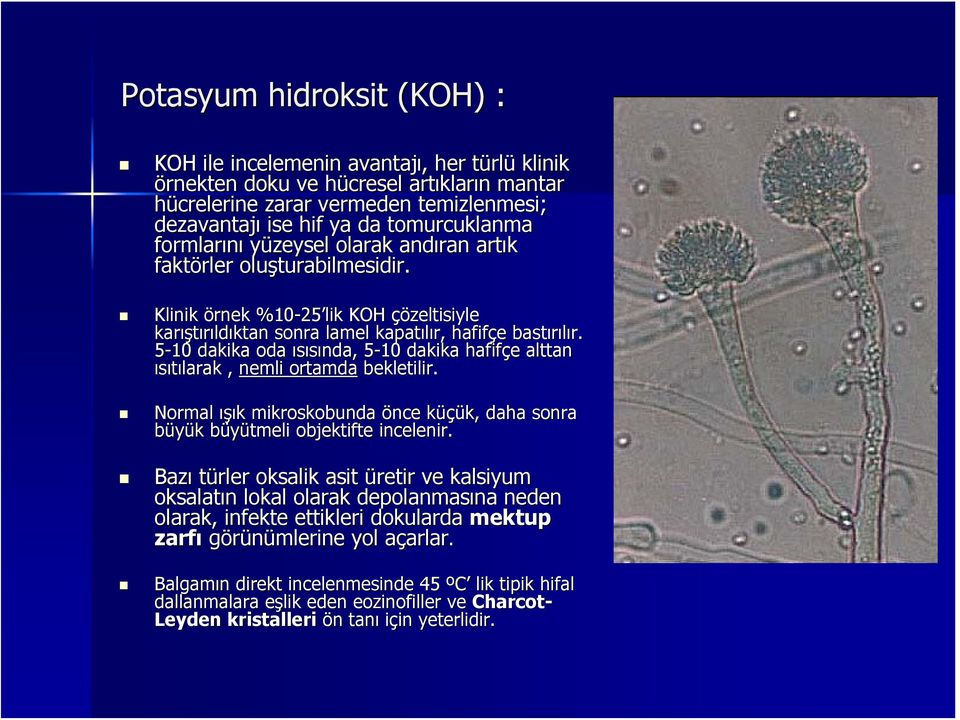 Klinik örnek %10-25 25 lik KOH çözeltisiyle karış ıştırıldıktan sonra lamel kapatılır, hafifçe bastırılır.