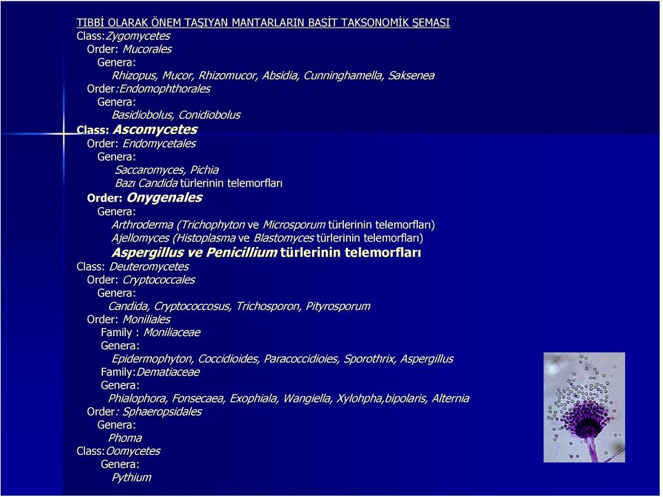 Microsporum türlerinin telemorfları) Ajellomyces (Histoplasma ve Blastomyces türlerinin telemorfları) Aspergillus ve Penicillium türlerinin telemorfları Class: Deuteromycetes Order: Cryptococcales