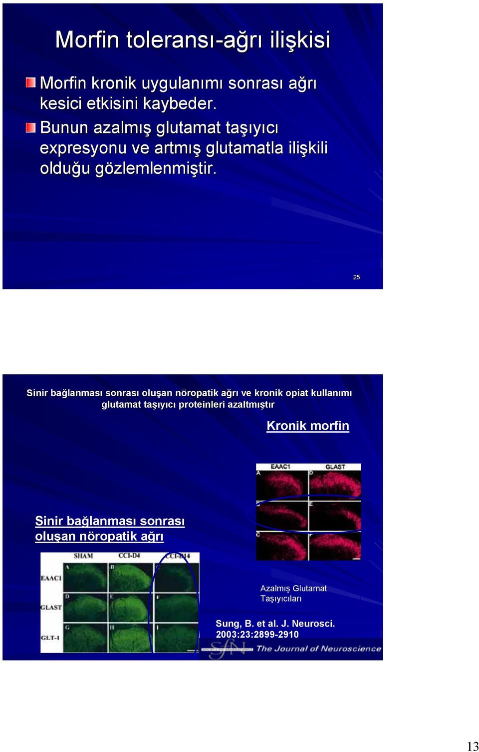 25 Sinir bağlanması sonrası oluşan nöropatik ağrı ve kronik opiat kullanımı glutamat taşıyıcı proteinleri