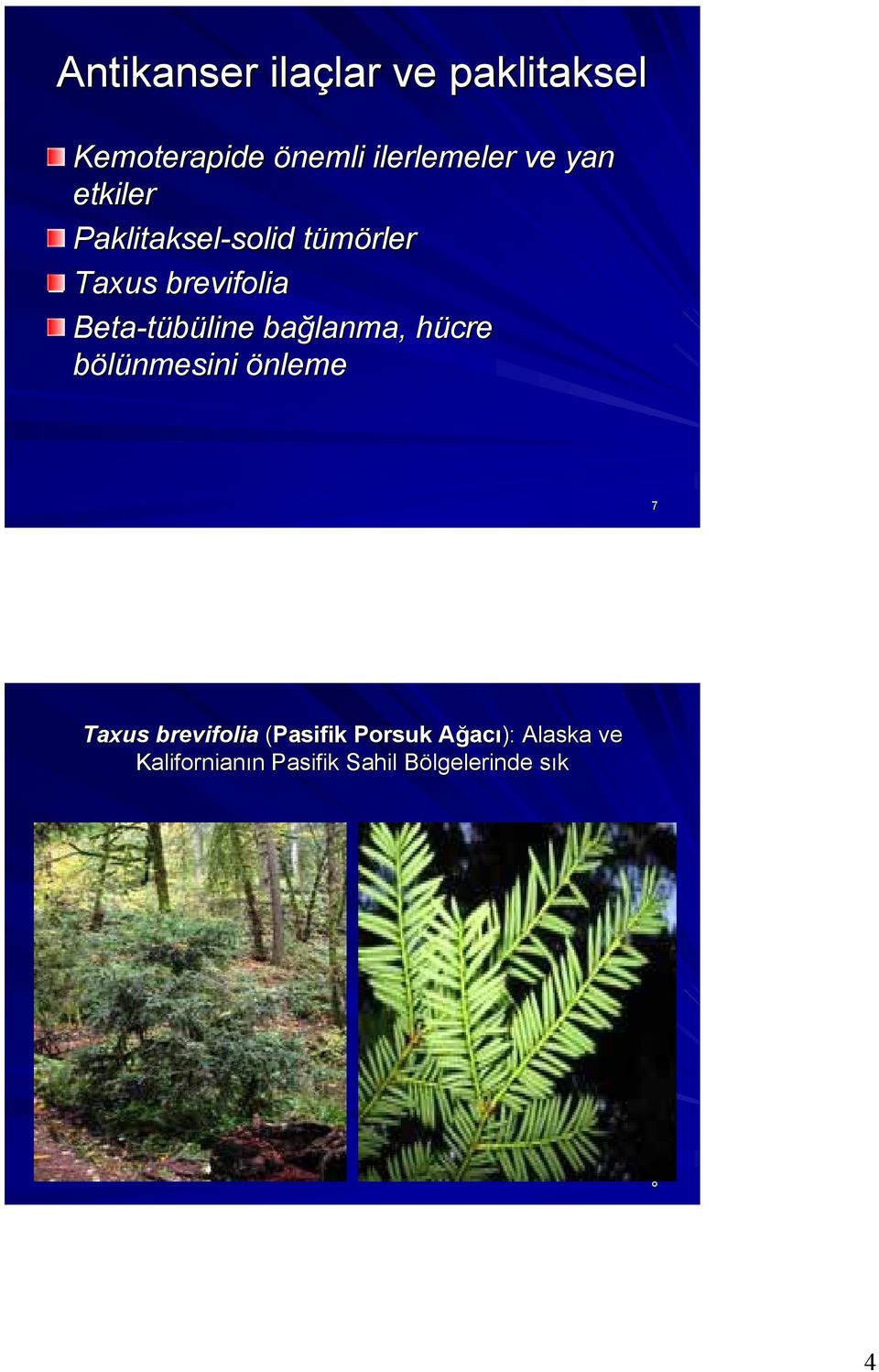 Beta-tübüline bağlanma, hücre bölünmesini önleme 7 Taxus brevifolia