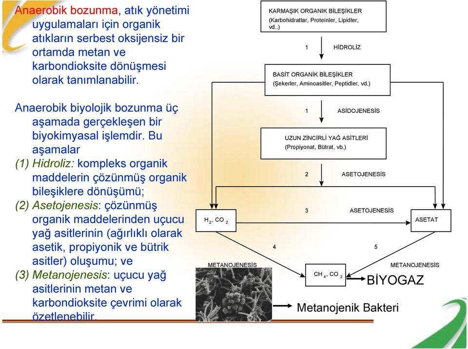 Bu aşamalar (1) Hidroliz: kompleks organik maddelerin çözünmüş organik bileşiklere dönüşümü; (2) Asetojenesis: çözünmüş organik maddelerinden uçucu yağ asitlerinin (ağırlıklı olarak asetik,