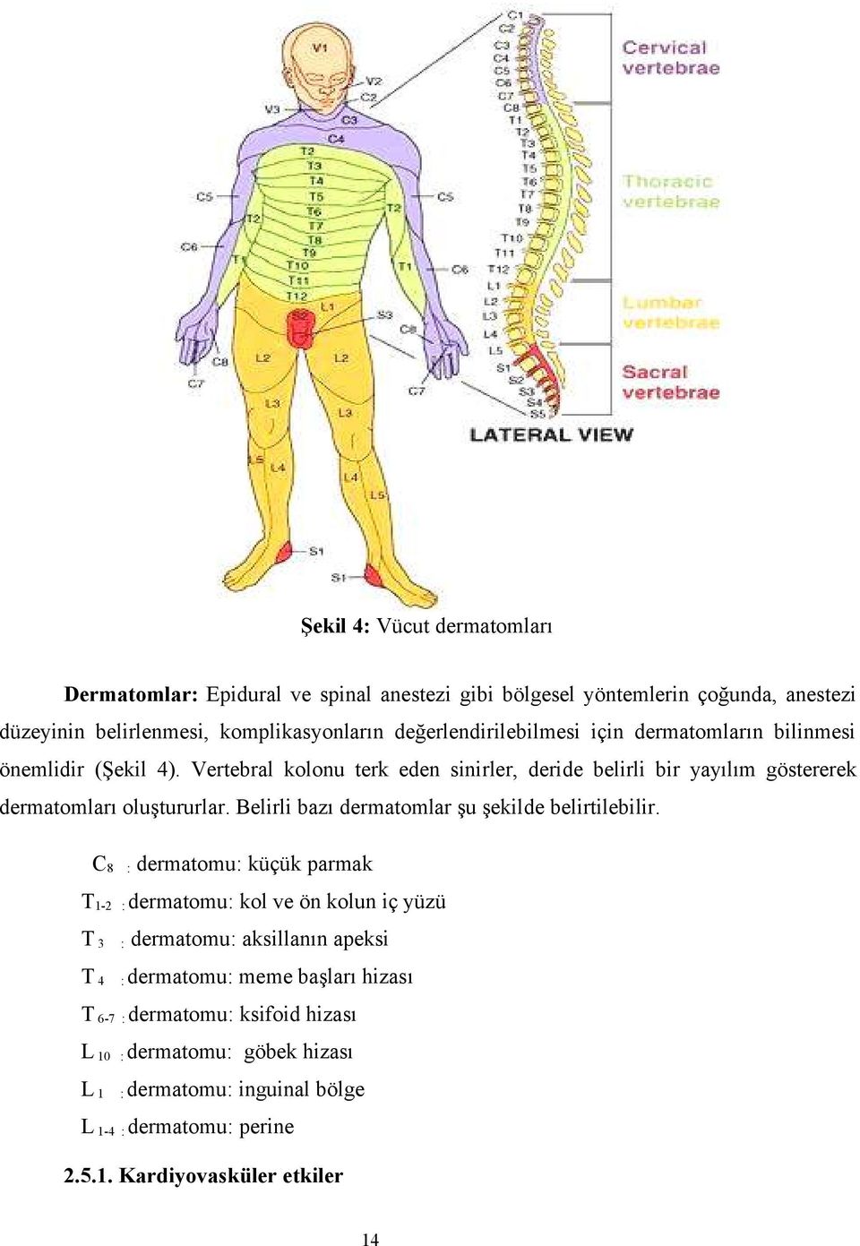 Vertebral kolonu terk eden sinirler, deride belirli bir yayılım göstererek dermatomları oluştururlar. Belirli bazı dermatomlar şu şekilde belirtilebilir.