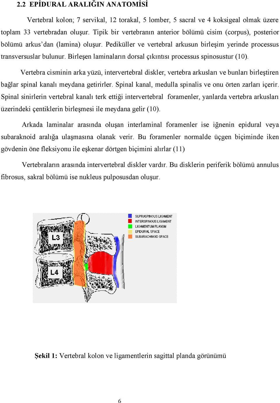 Birleşen laminaların dorsal çıkıntısı processus spinosustur (10).