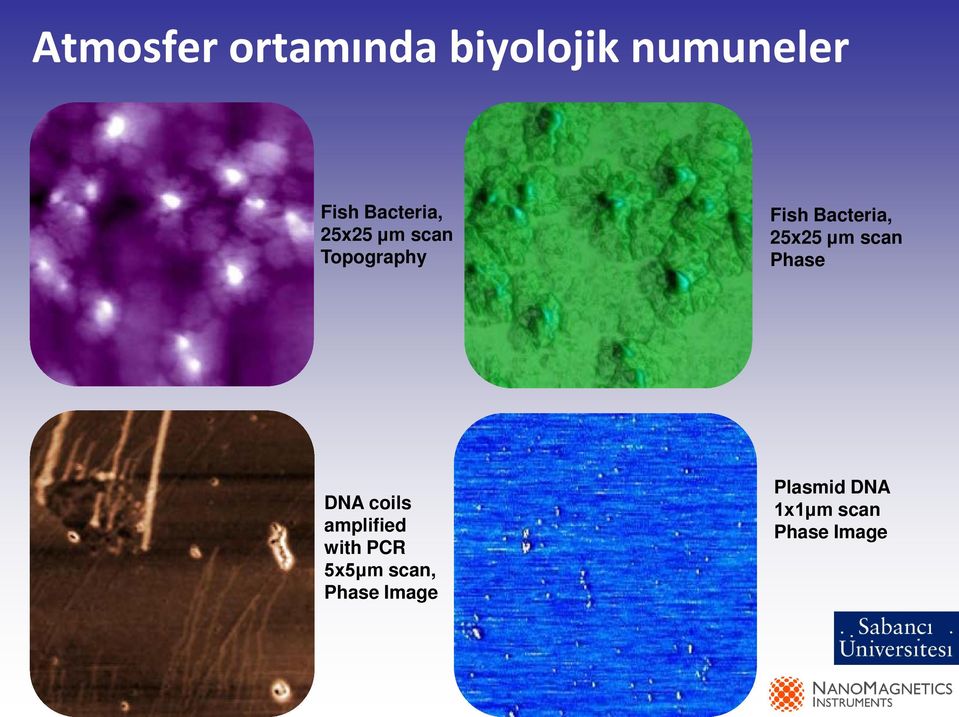 25x25 μm scan Phase DNA coils amplified with PCR