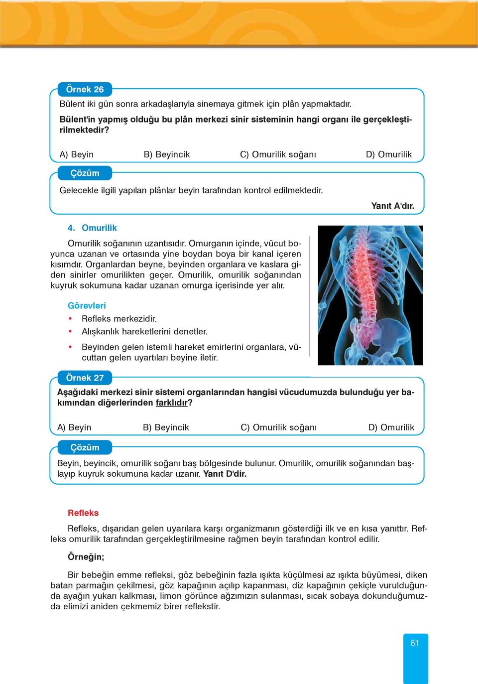 Omurganýn içinde, vücut boyunca uzanan ve ortasýnda yine boydan boya bir kanal içeren kýsýmdýr. Organlardan beyne, beyinden organlara ve kaslara giden sinirler omurilikten geçer.