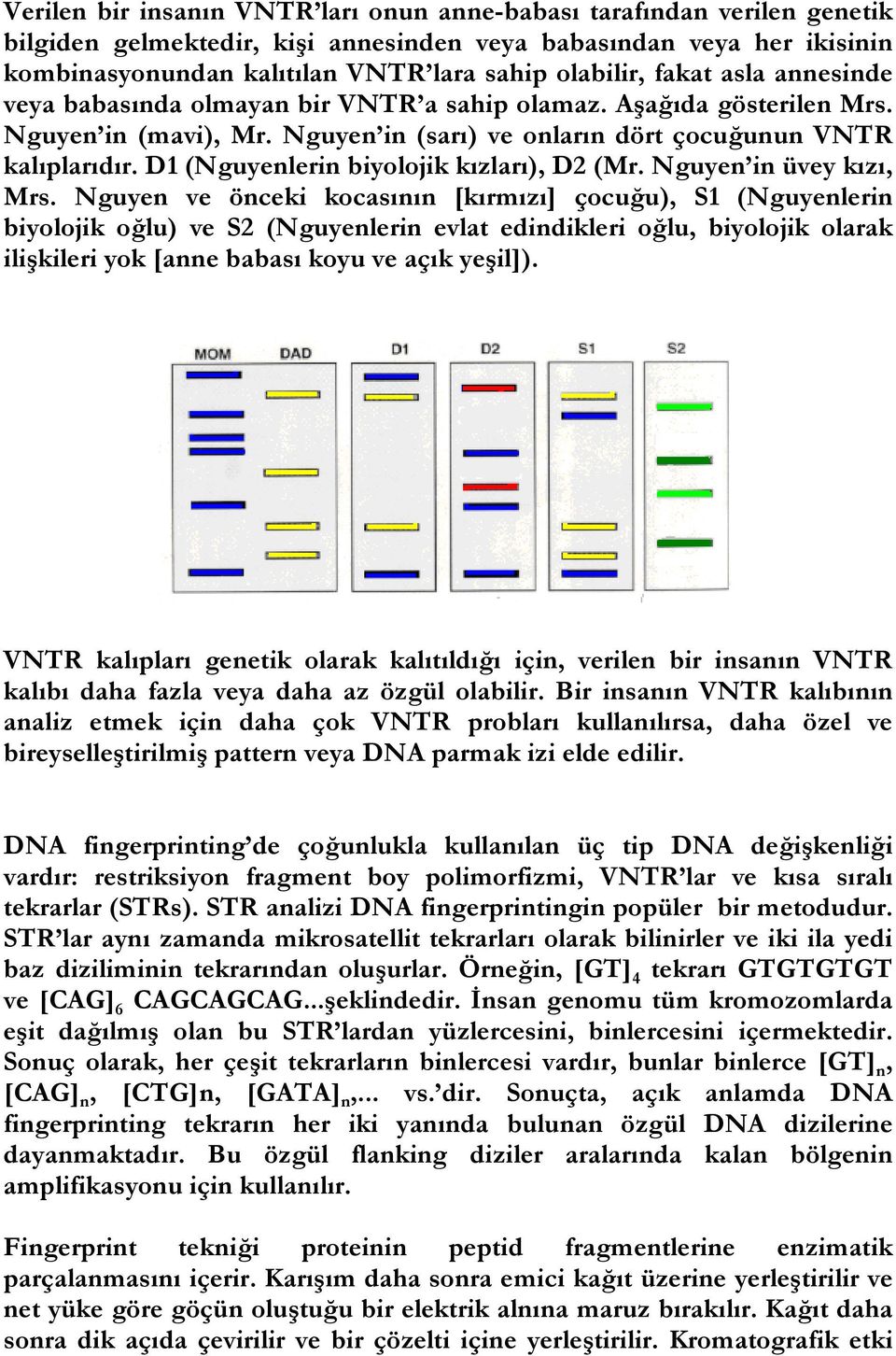 D1 (Nguyenlerin biyolojik kızları), D2 (Mr. Nguyen in üvey kızı, Mrs.