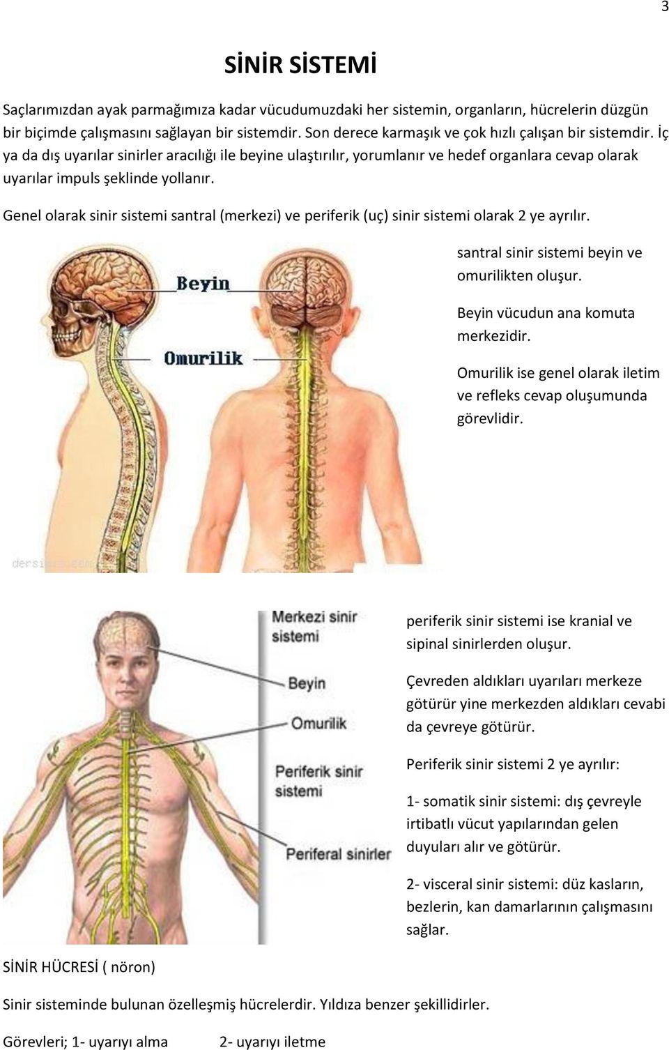 Genel olarak sinir sistemi santral (merkezi) ve periferik (uç) sinir sistemi olarak 2 ye ayrılır. santral sinir sistemi beyin ve omurilikten oluşur. Beyin vücudun ana komuta merkezidir.