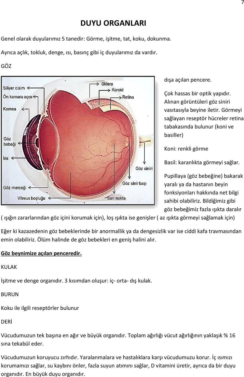 Görmeyi sağlayan reseptör hücreler retina tabakasında bulunur (koni ve basiller) Koni: renkli görme Basil: karanlıkta görmeyi sağlar.