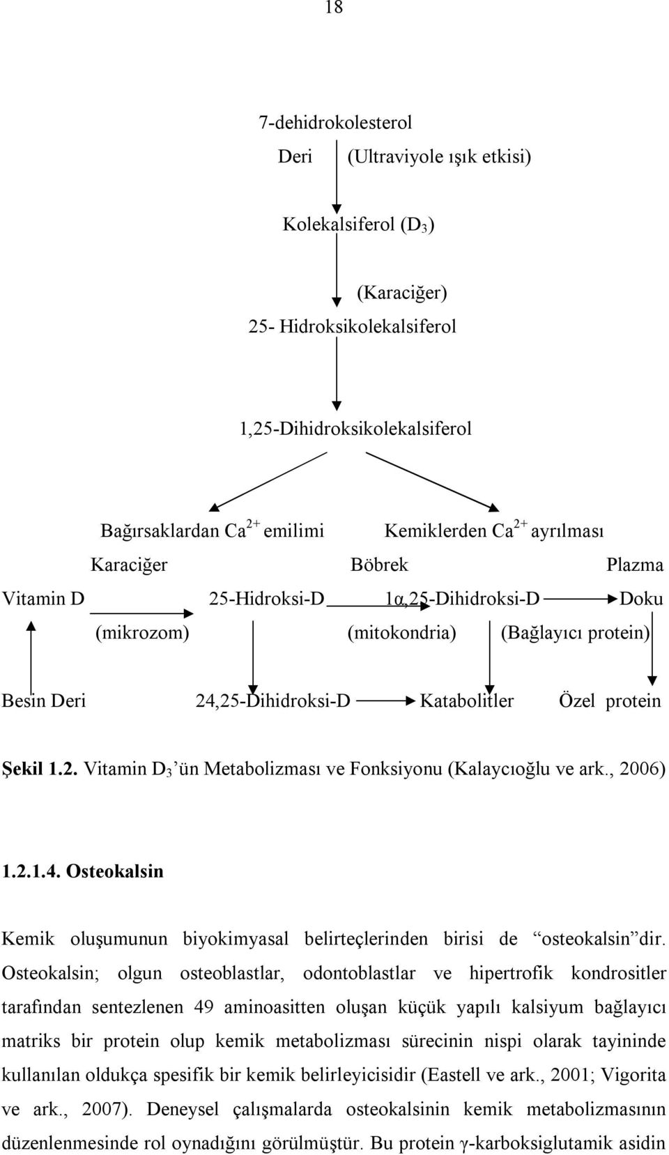 , 2006) 1.2.1.4. Osteokalsin Kemik oluşumunun biyokimyasal belirteçlerinden birisi de osteokalsin dir.