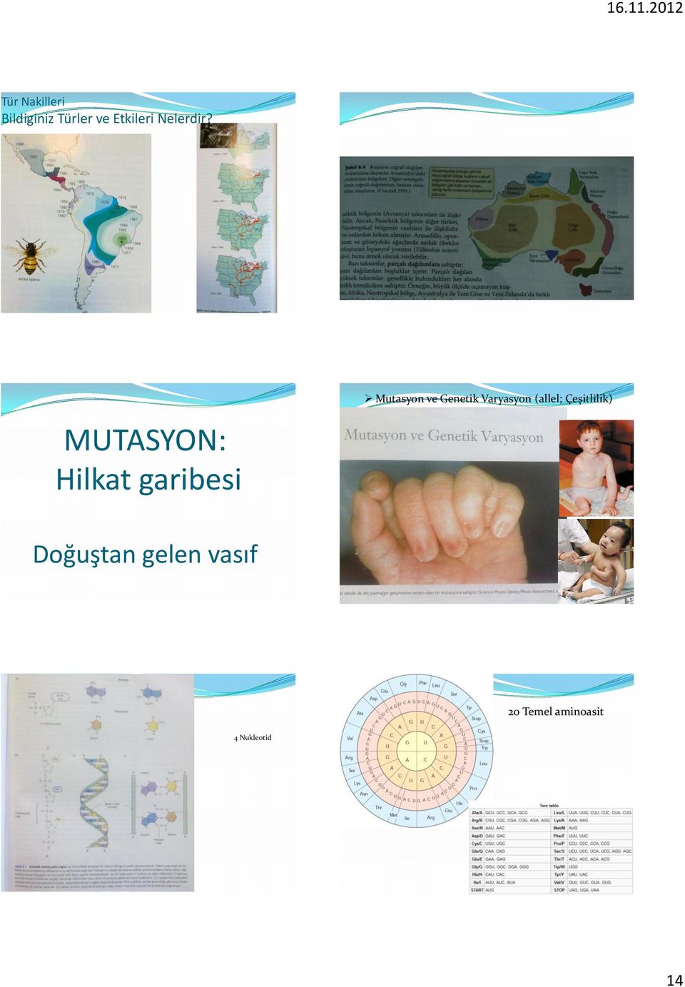 MUTASYON: Hilkat garibesi Mutasyon ve Genetik