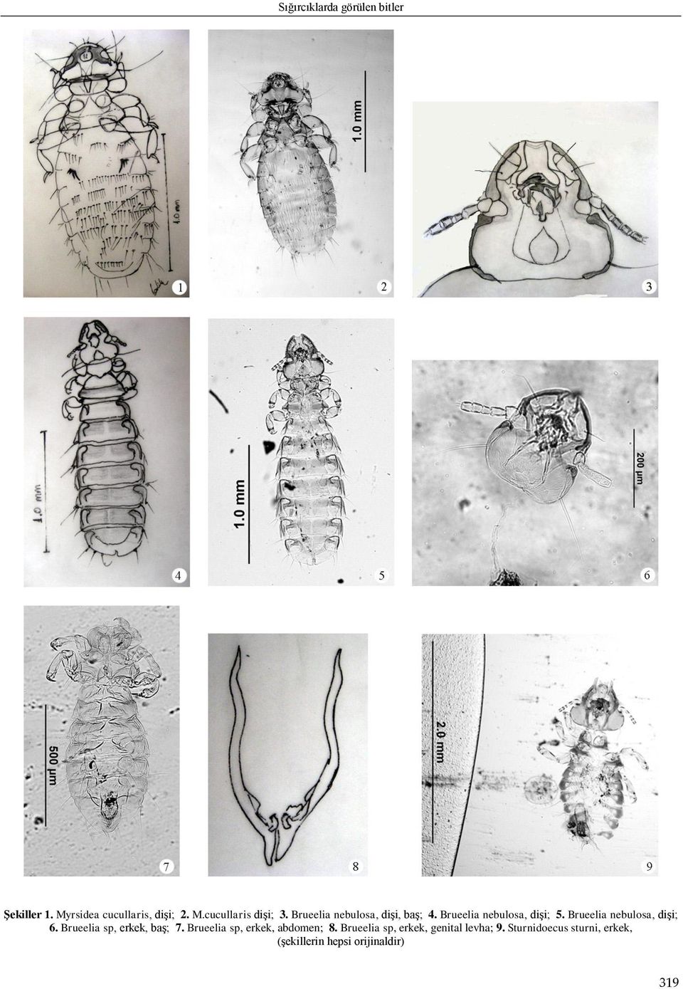 Brueelia nebulosa, dişi; 6. Brueelia sp, erkek, baş; 7.