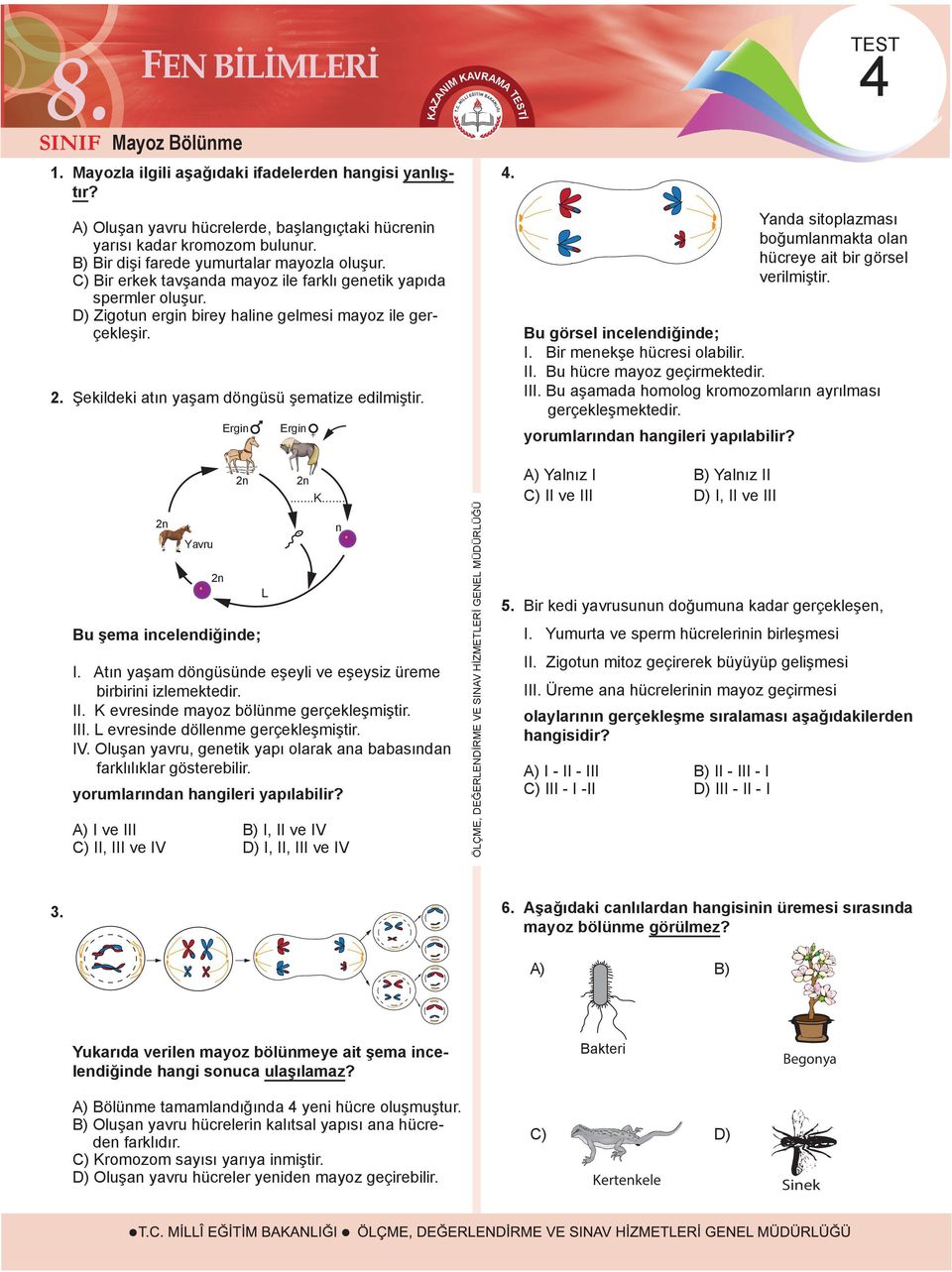 Şekildeki atın yaşam döngüsü şematize edilmiştir. Ergin Ergin + AZANI AVRAA TEST 4. TEST 4 Yanda sitoplazması boğumlanmakta olan hücreye ait bir görsel verilmiştir. Bu görsel incelendiğinde; I.