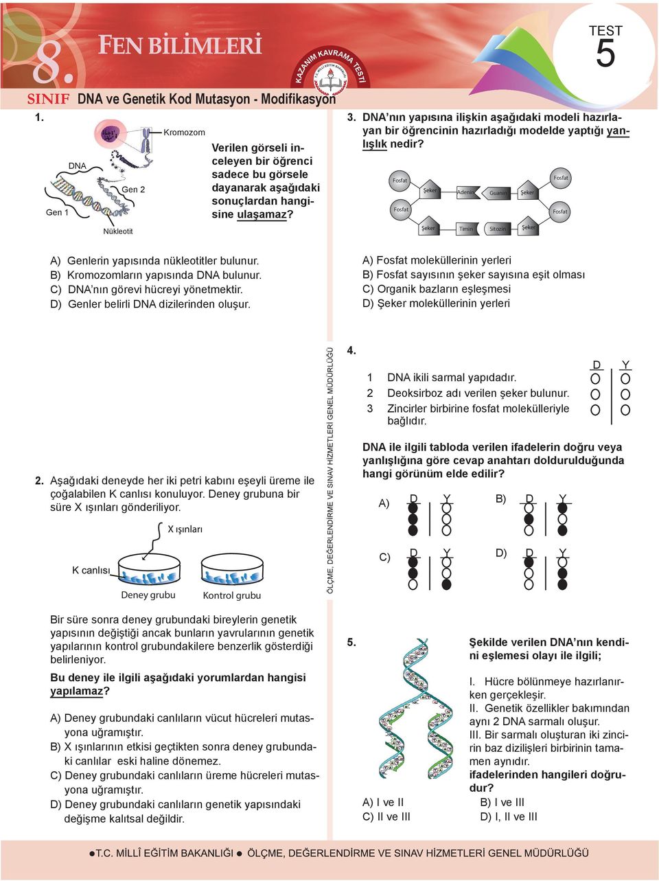 Fosfat Fosfat Adenin Timin Guanin Sitozin Fosfat Fosfat A) Genlerin yapısında nükleotitler bulunur. B) romozomların yapısında DNA bulunur. C) DNA nın görevi hücreyi yönetmektir.