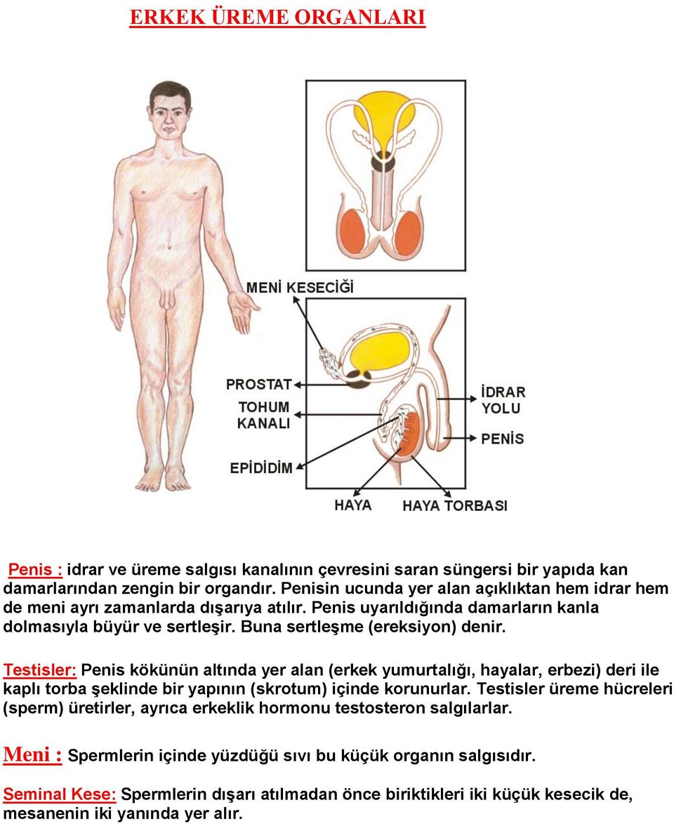 Buna sertleşme (ereksiyon) denir. Testisler: Penis kökünün altında yer alan (erkek yumurtalığı, hayalar, erbezi) deri ile kaplı torba şeklinde bir yapının (skrotum) içinde korunurlar.