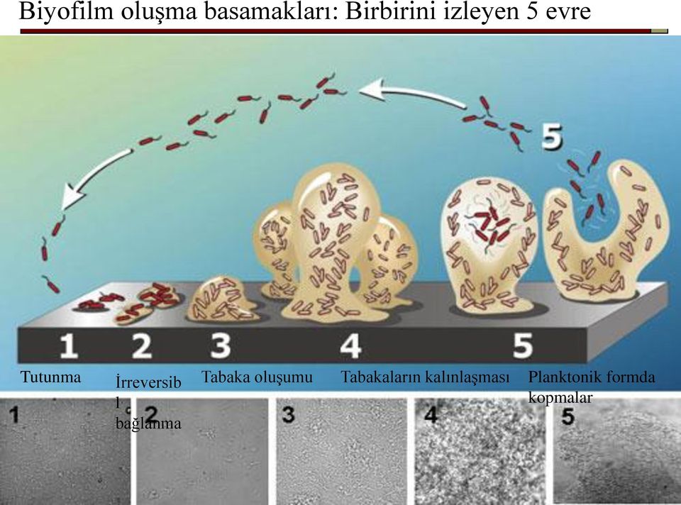 Tutunma İrreversib l bağlanma Tabaka