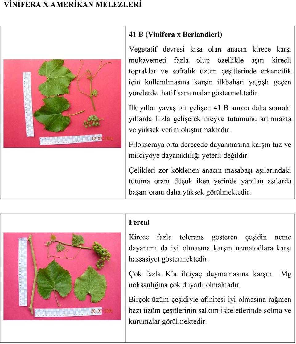 İlk yıllar yavaş bir gelişen 41 B amacı daha sonraki yıllarda hızla gelişerek meyve tutumunu artırmakta ve yüksek verim oluşturmaktadır.