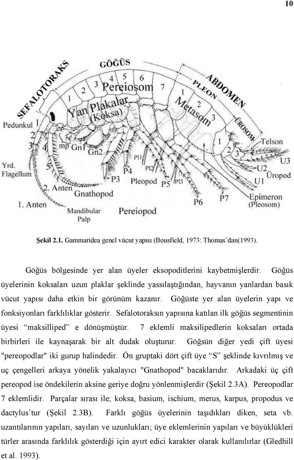 Göğüste yer alan üyelerin yapı ve fonksiyonları farklılıklar gösterir. Sefalotoraksın yapısına katılan ilk göğüs segmentinin üyesi maksilliped e dönüşmüştür.