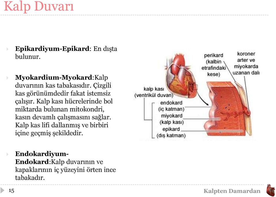 Çizgili kas görünümdedir fakat istemsiz çalışır.