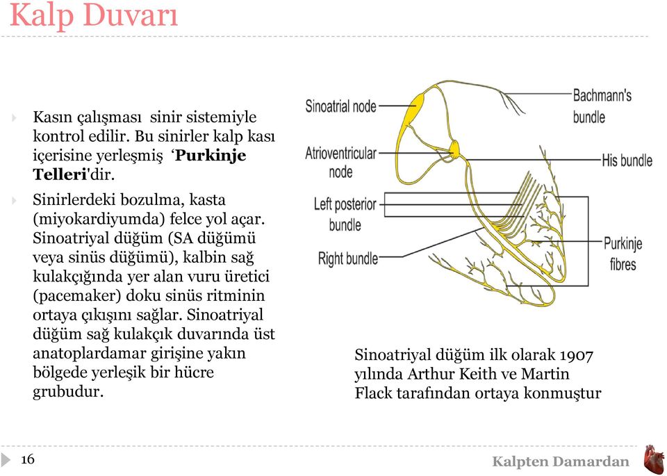 Sinoatriyal düğüm (SA düğümü veya sinüs düğümü), kalbin sağ kulakçığında yer alan vuru üretici (pacemaker) doku sinüs ritminin ortaya