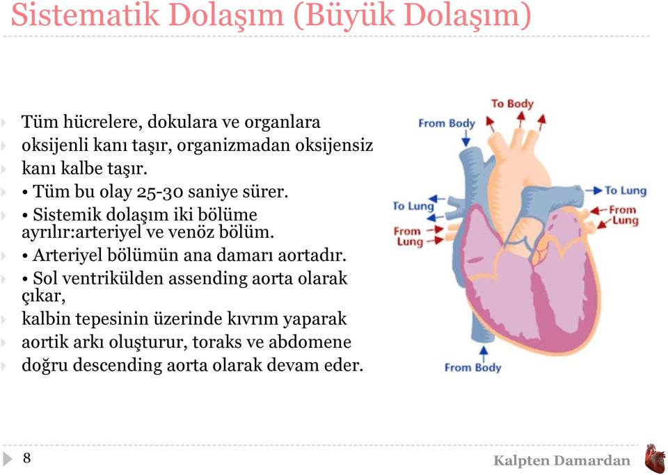 Sistemik dolaşım iki bölüme ayrılır:arteriyel ve venöz bölüm. Arteriyel bölümün ana damarı aortadır.