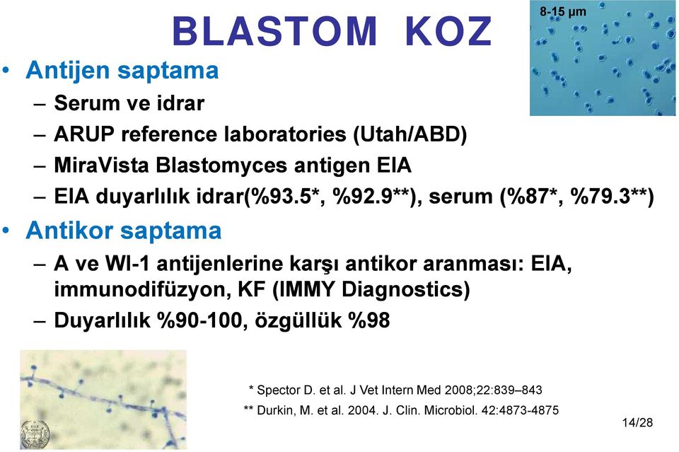 3**) Antikor saptama A ve WI-1 antijenlerine karşı antikor aranması: EIA, immunodifüzyon, KF (IMMY