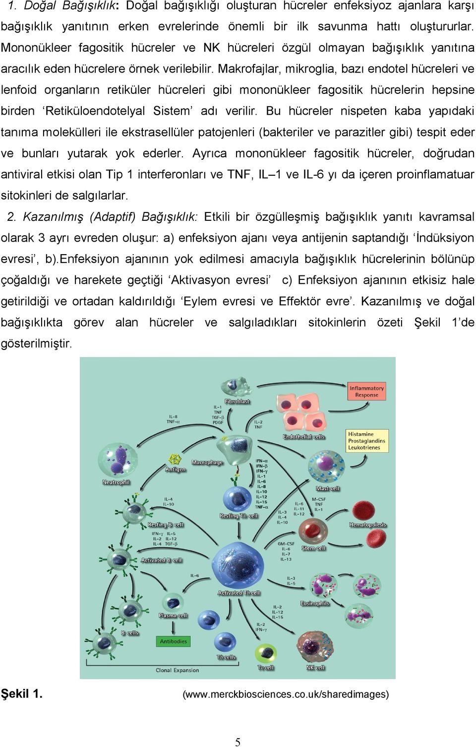 Makrofajlar, mikroglia, bazı endotel hücreleri ve lenfoid organların retiküler hücreleri gibi mononükleer fagositik hücrelerin hepsine birden Retiküloendotelyal Sistem adı verilir.