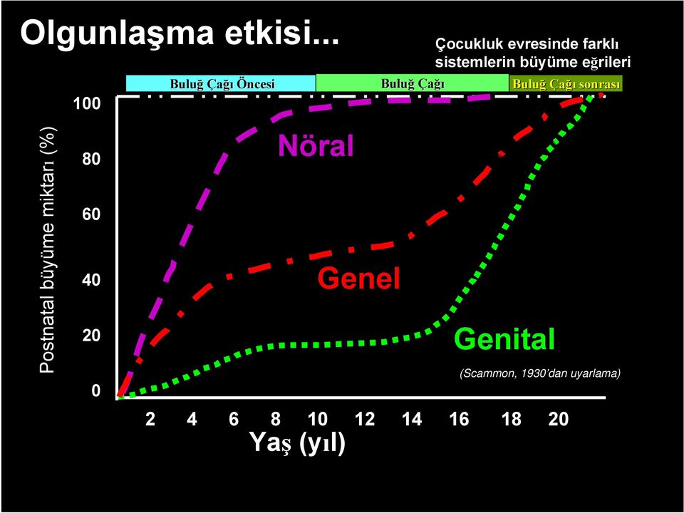 sistemlerin büyüme eğrileri Buluğ Çağı sonrası Postnatal büyüme