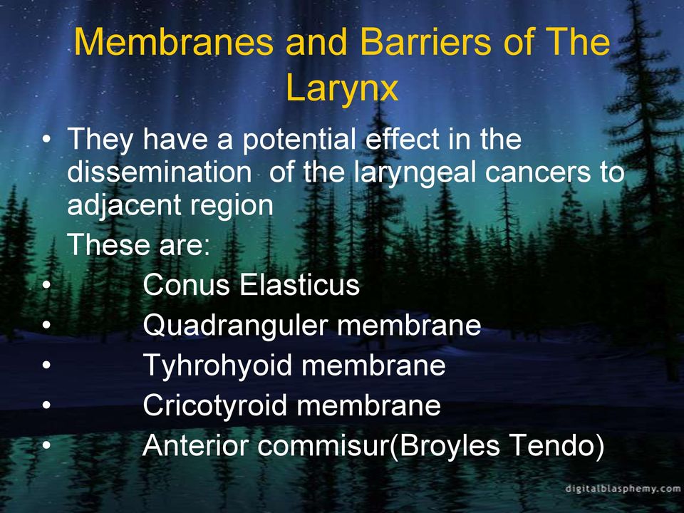 adjacent region These are: Conus Elasticus Quadranguler