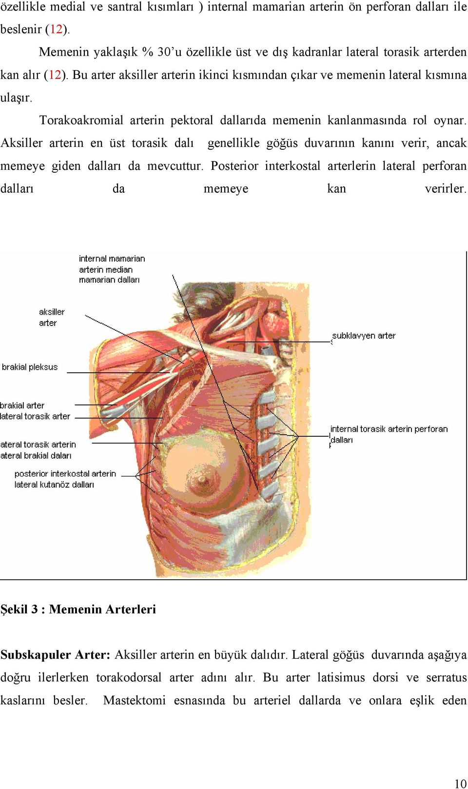 Aksiller arterin en üst torasik dalı genellikle göğüs duvarının kanını verir, ancak memeye giden dalları da mevcuttur. Posterior interkostal arterlerin lateral perforan dalları da memeye kan verirler.